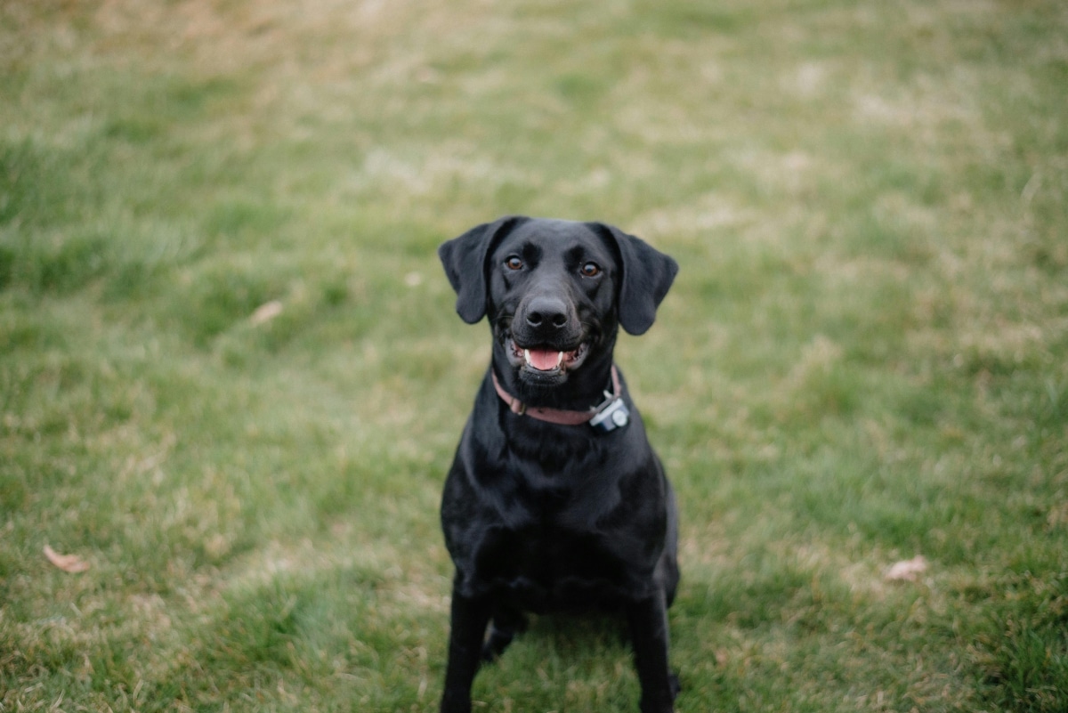 Labrador Retriever displaying a joyful and attentive expression.