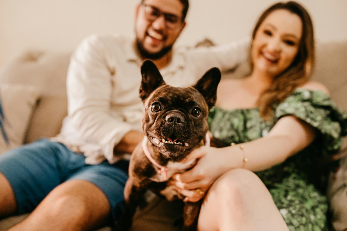 French Bulldog snuggles with its owner, radiating warmth and companionship.
