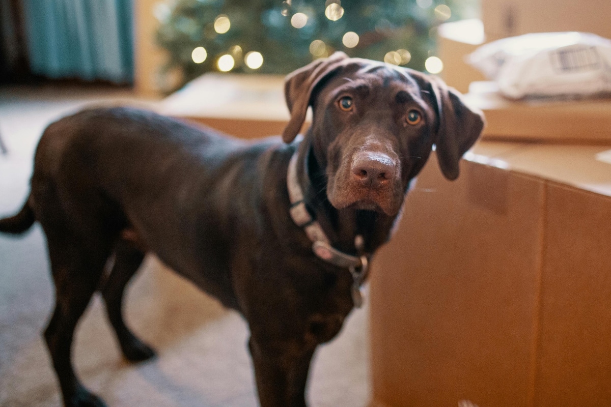 Labrador Retriever gazing softly with caring, intuitive eyes