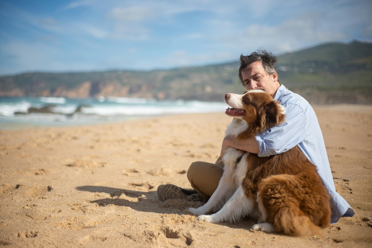 Border Collie sitting by its owner, radiating loyalty and intelligence.