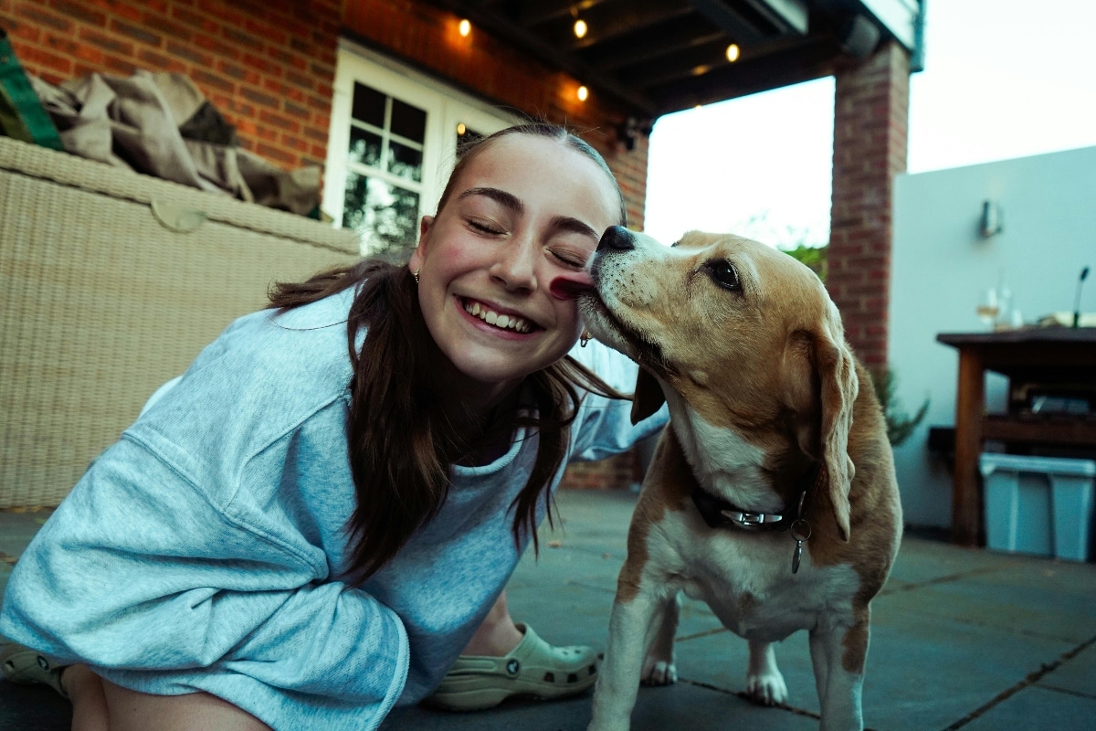  Beagle looking up lovingly at its owner, radiating affection and devotion