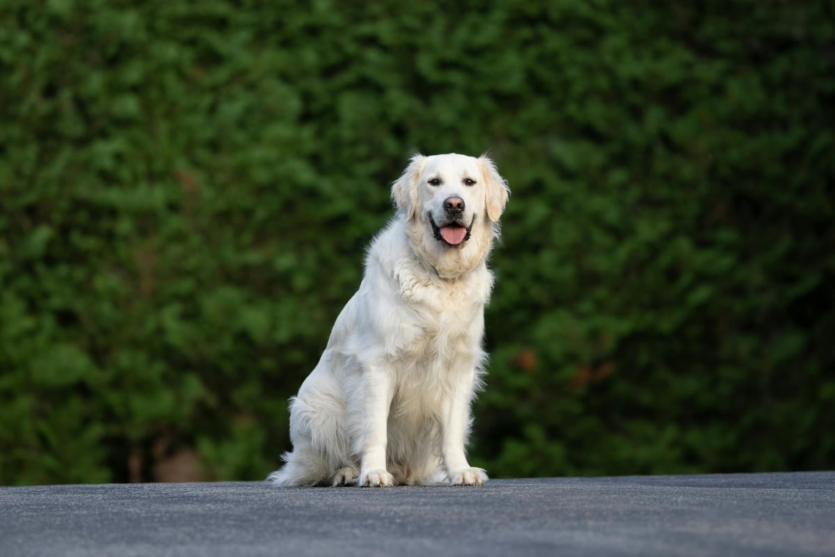 Golden Retriever sitting calmly, exuding warmth and trust.