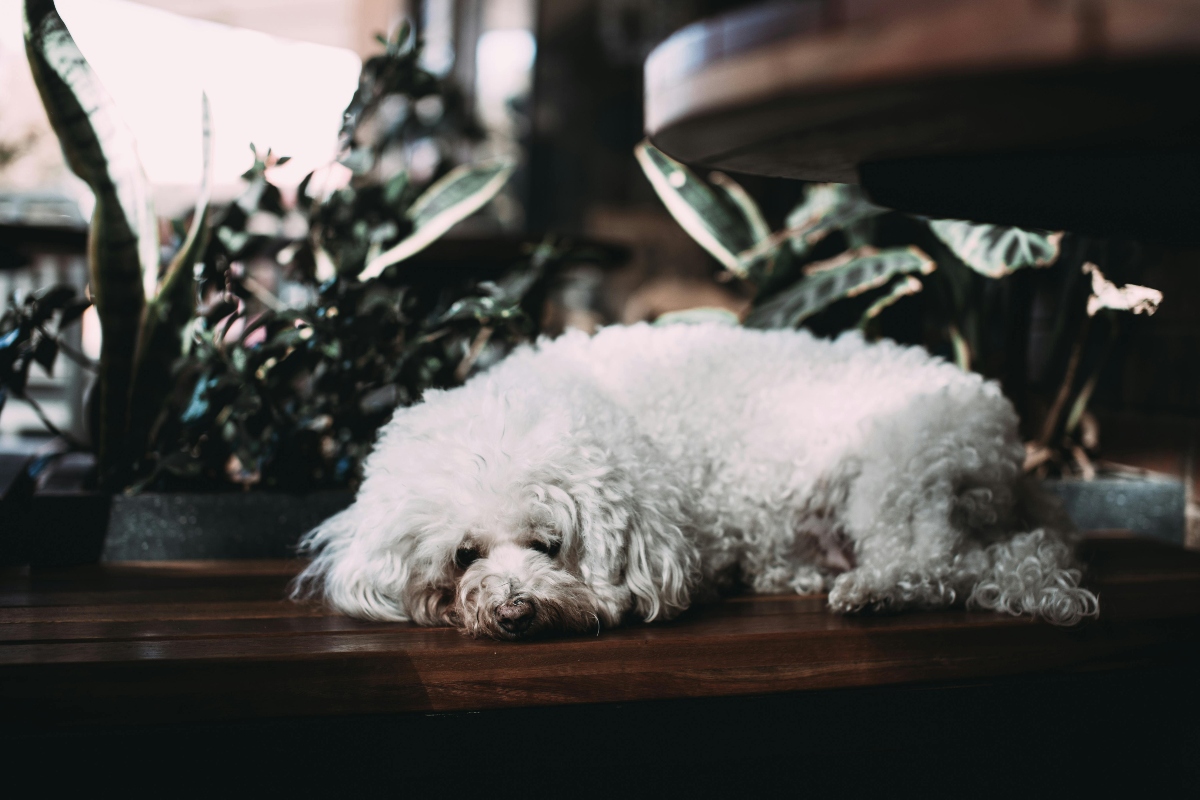 A Bichon Frise resting quietly, exuding calm and affection.