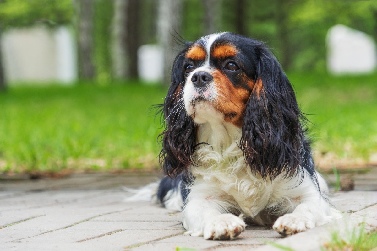 Cocker Spaniel, gentle and alert, listening carefully to changes.