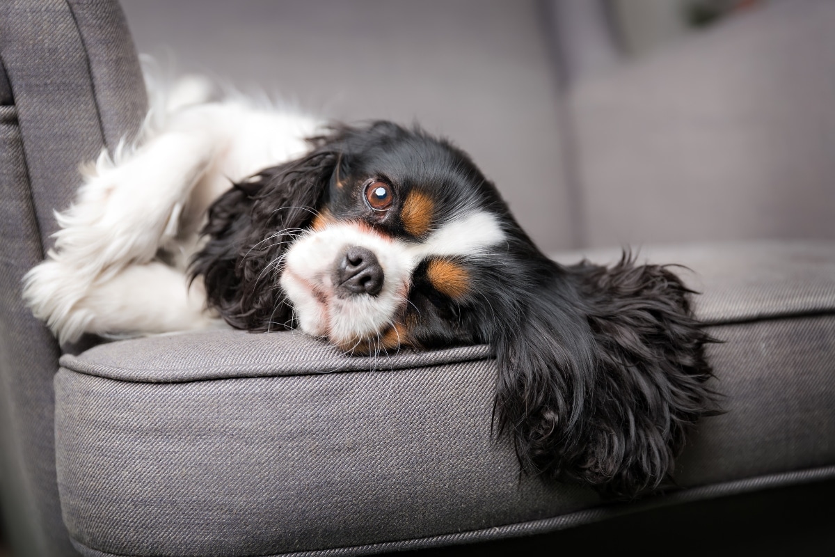 Cavalier King Charles Spaniel resting sweetly with soft eyes and a loving presence.