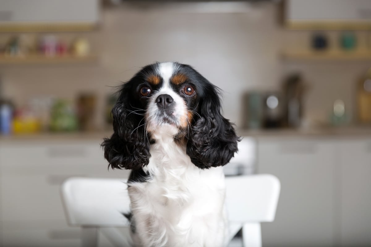 Loving dog with devoted gaze, staying close to their person.