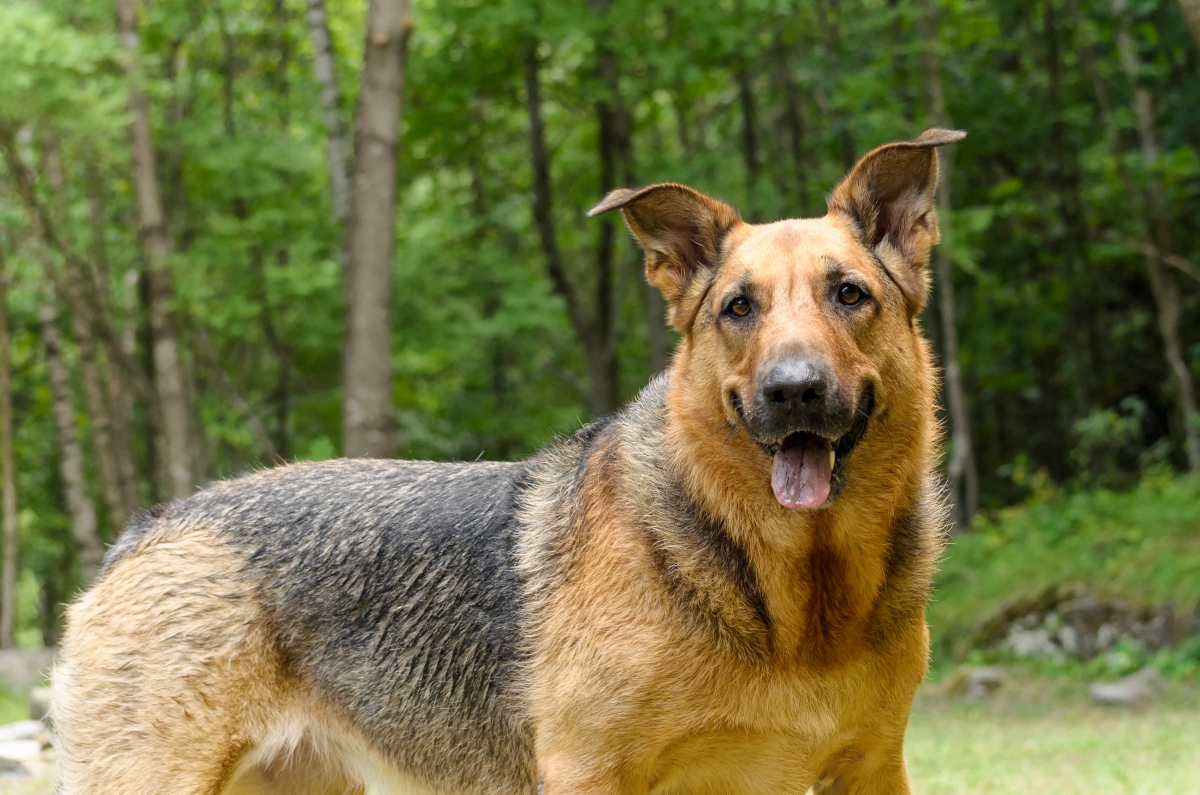 Dog showing emotional intelligence through attentive posture and expressive eyes