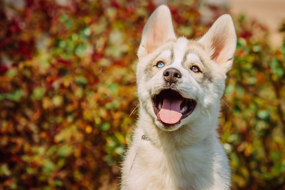 Best Puppy Dog Foods for Huskies