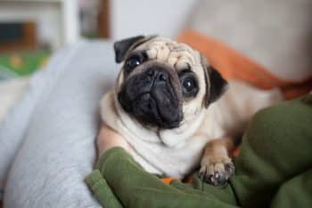 Devoted dog with soft eyes and a warm, loving expression.