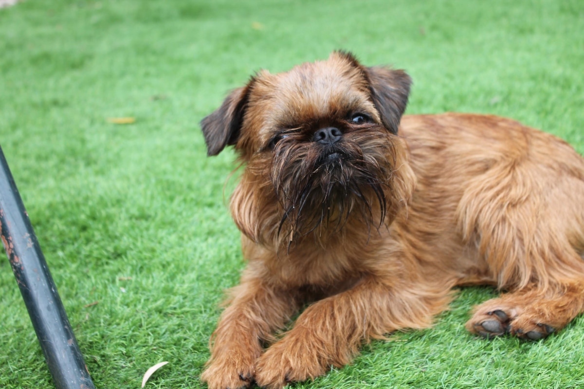 Brussels Griffon with curious eyes and close, attentive stance.
