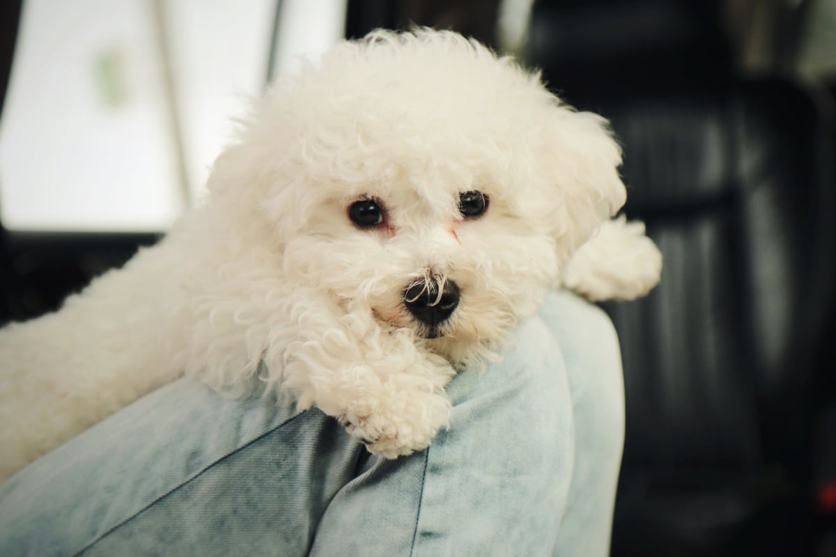 Bichon Frise cuddled up, peering out with affectionate eyes and fluffy charm.