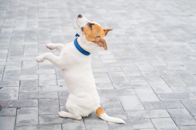 puppy-jack-russell-terrier-performs-command-small-funny-dog-blue-collar-plays-with-owner-while-walking-perfect-companion-female-dog-handler-is-training-smart-pet