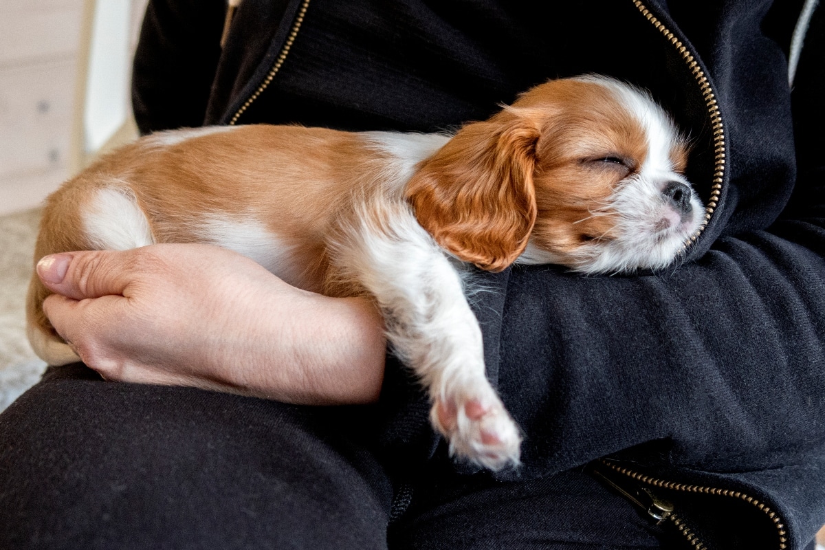 A Cavalier King Charles Spaniel lying lazily, basking in the sun and enjoying a nap.