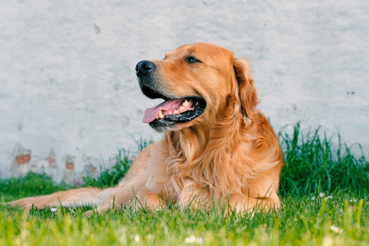 Golden Retriever smiling warmly, reflecting its affectionate and loyal character.