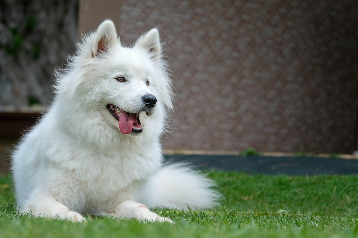 Samoyed with bright, happy smile, radiating warmth and friendliness.