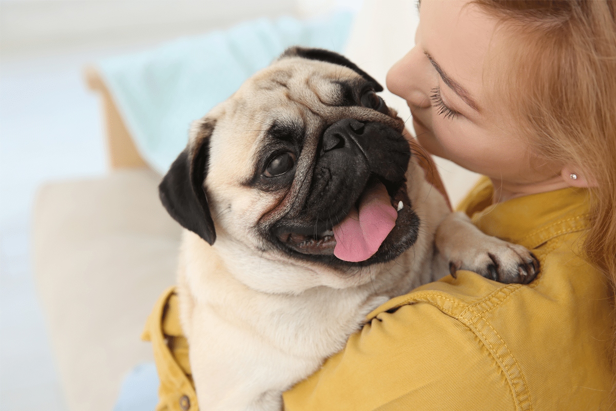 A devoted dog gazing lovingly at its owner, embodying deep affection and loyalty.