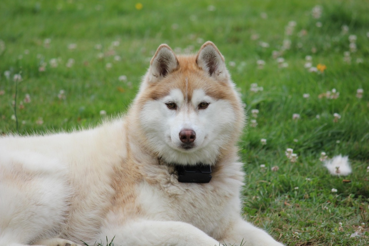 Siberian Husky showing dramatic expression through vocalization and animated posture