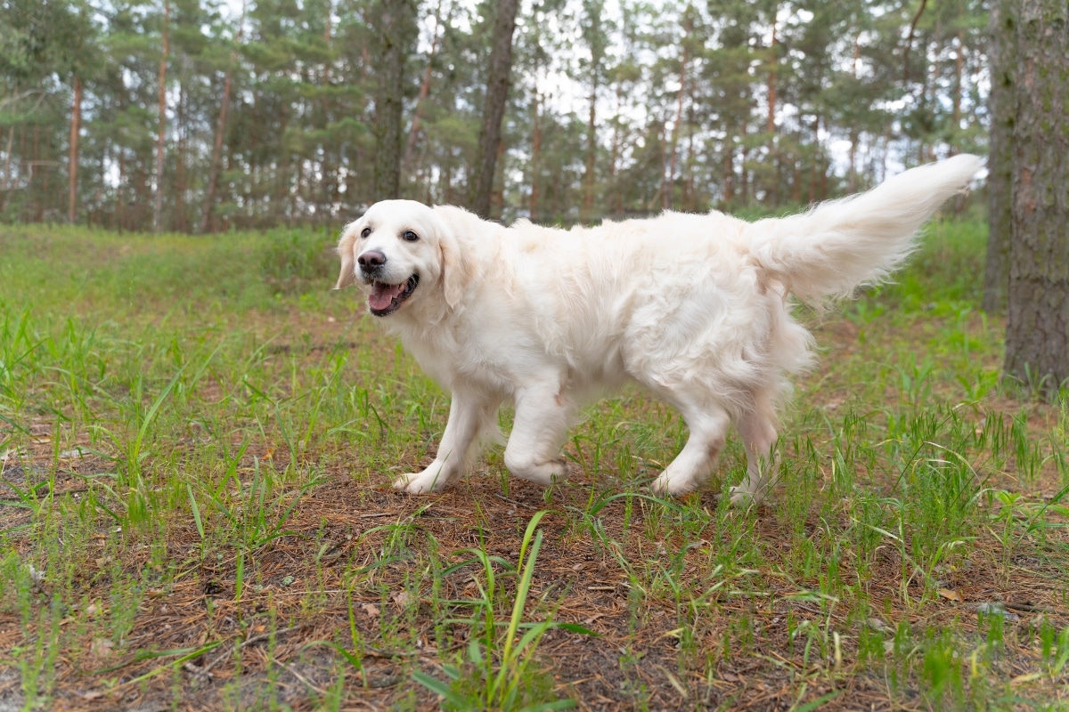 Golden Retriever with joyful eyes greeting with gentle excitement.