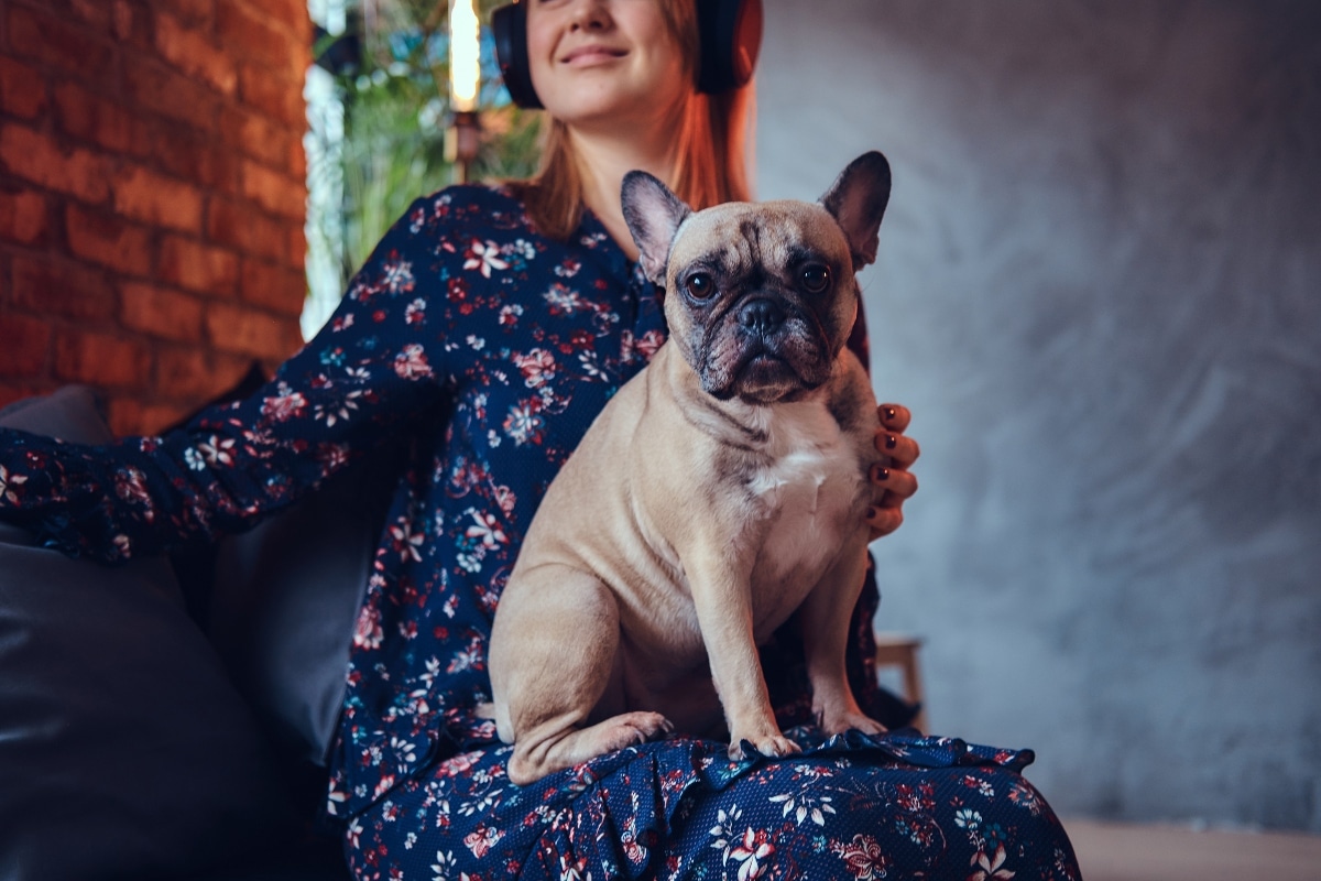 French Bulldog sitting close, eyes filled with affectionate devotion.