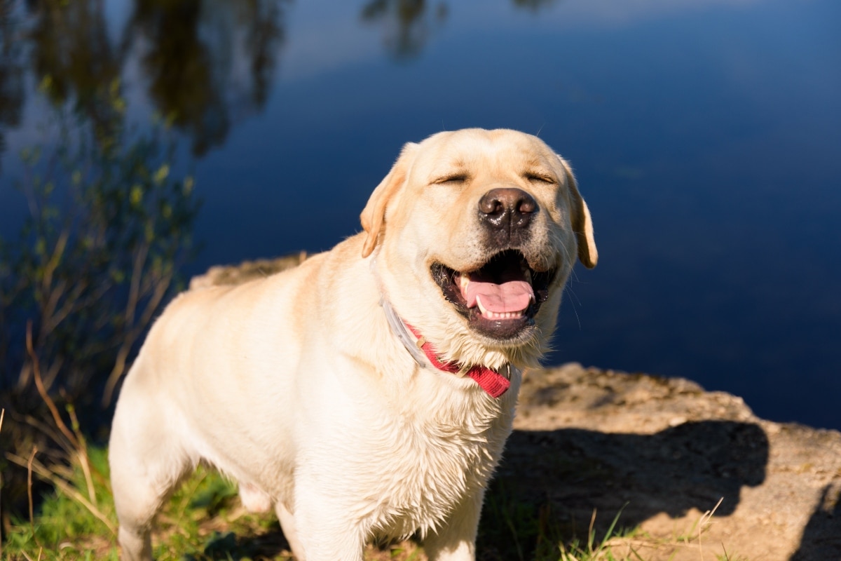 Labrador Retriever with a friendly, joyful expression, showing its loving nature.