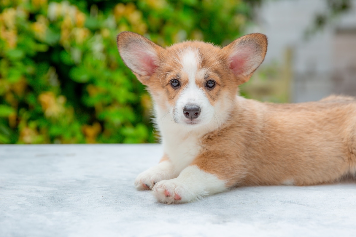 A dog gazing at its owner with tender eyes, radiating comfort and connection