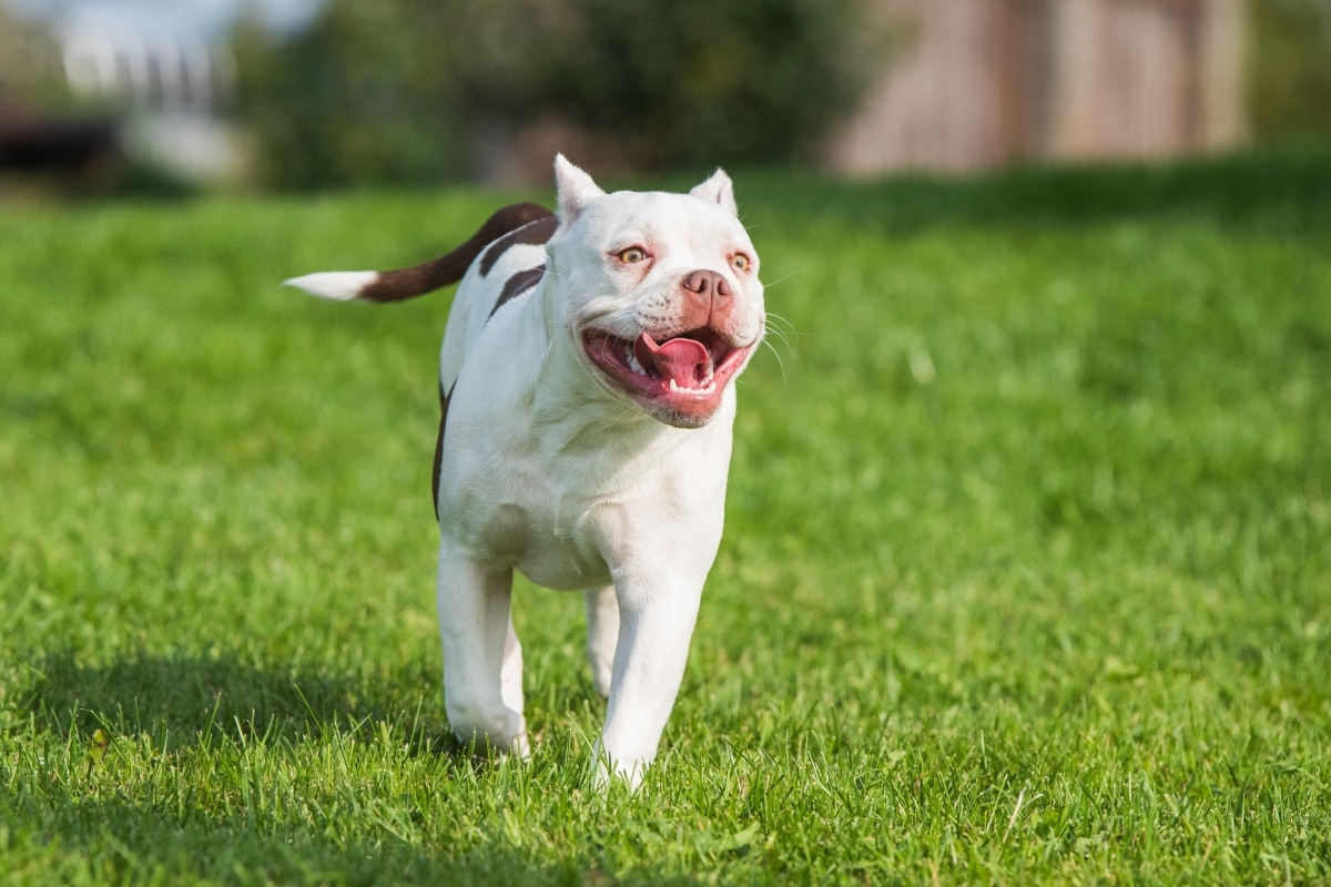 Pit Bull Terrier showing a friendly face that reflects mistaken identity.