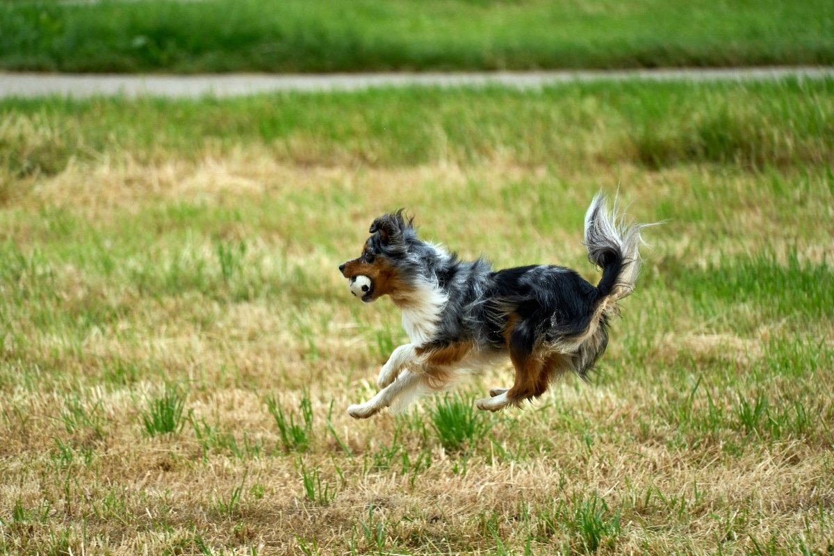  An Australian Shepherd happily running, filled with excitement and joy.