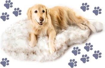 
PAW BRANDS PupRug Orthopedic Memory Foam Dog Bed