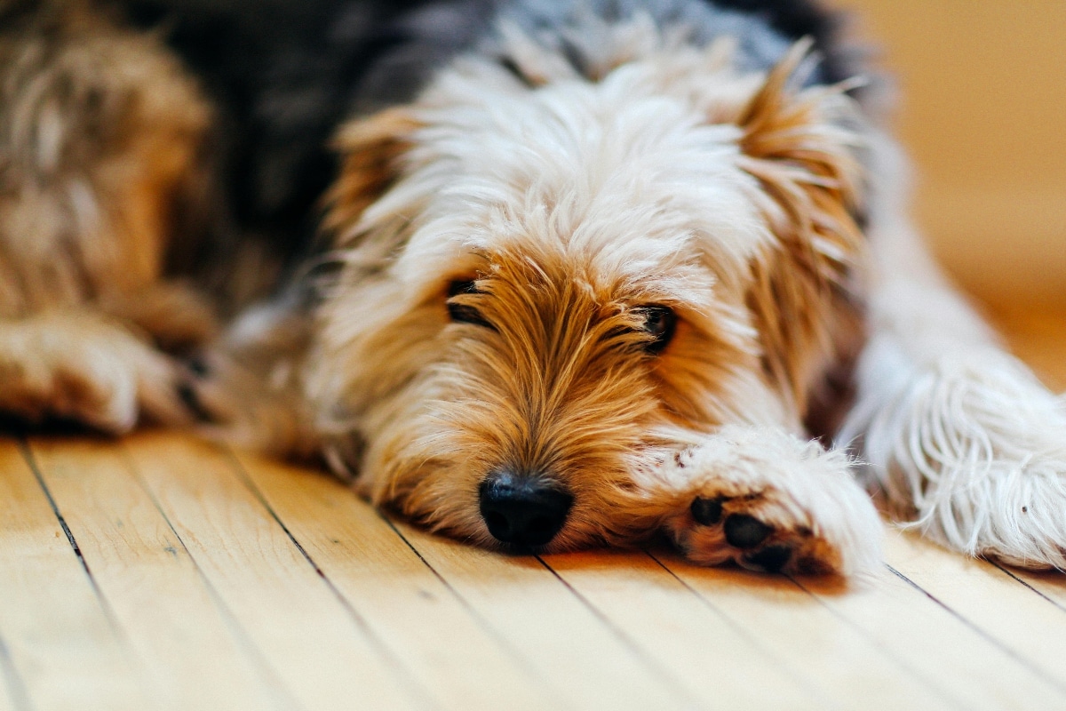 Dog relaxing at home