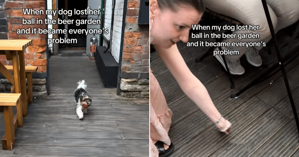 Tiny Dog Loses Ball at Pub, Strangers Do Something No One Ever Expected