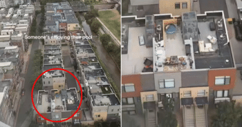 Golden Retriever Rooftop Pool