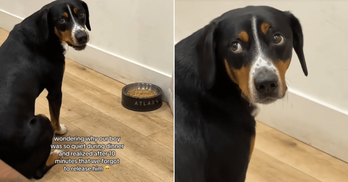 Dog Patiently Waits To Eat After Owner Forgets Command, Melts Millions Online