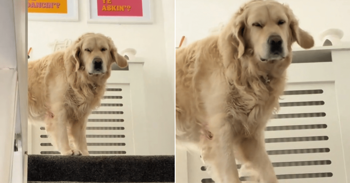 Dog’s Sleepy Reaction to Mom Coming Home Is Winning Over Internet