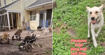 Rescue Dogs in Wheelchairs