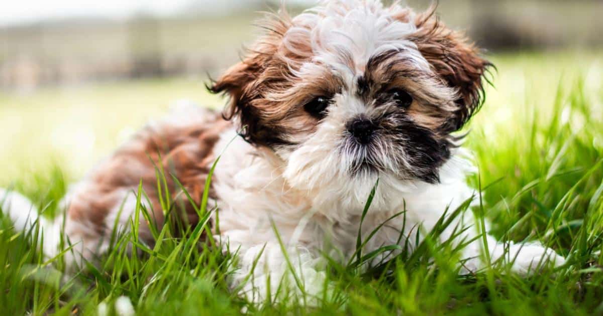7 Truths About Living With a Shih Tzu (It’s Not What You Think)