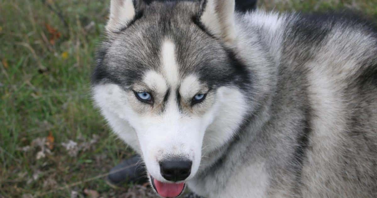 If You Do These 7 Things, Your Husky Is Secretly Judging You