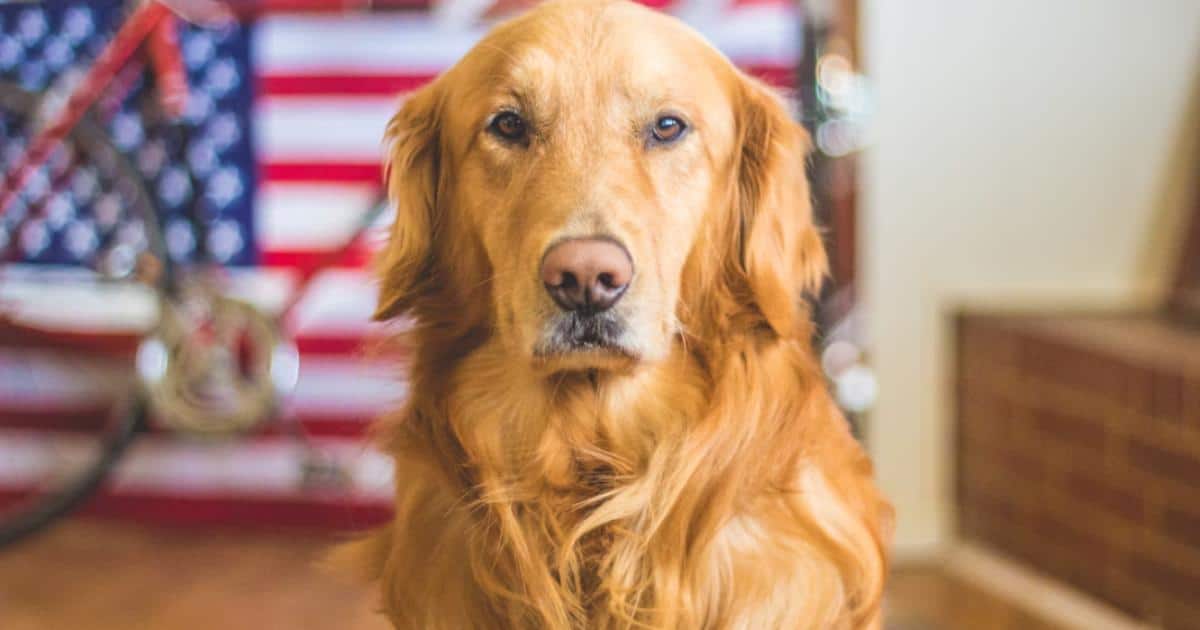 7 Truths About Living With a Golden Retriever (It’s Not What You Think)
