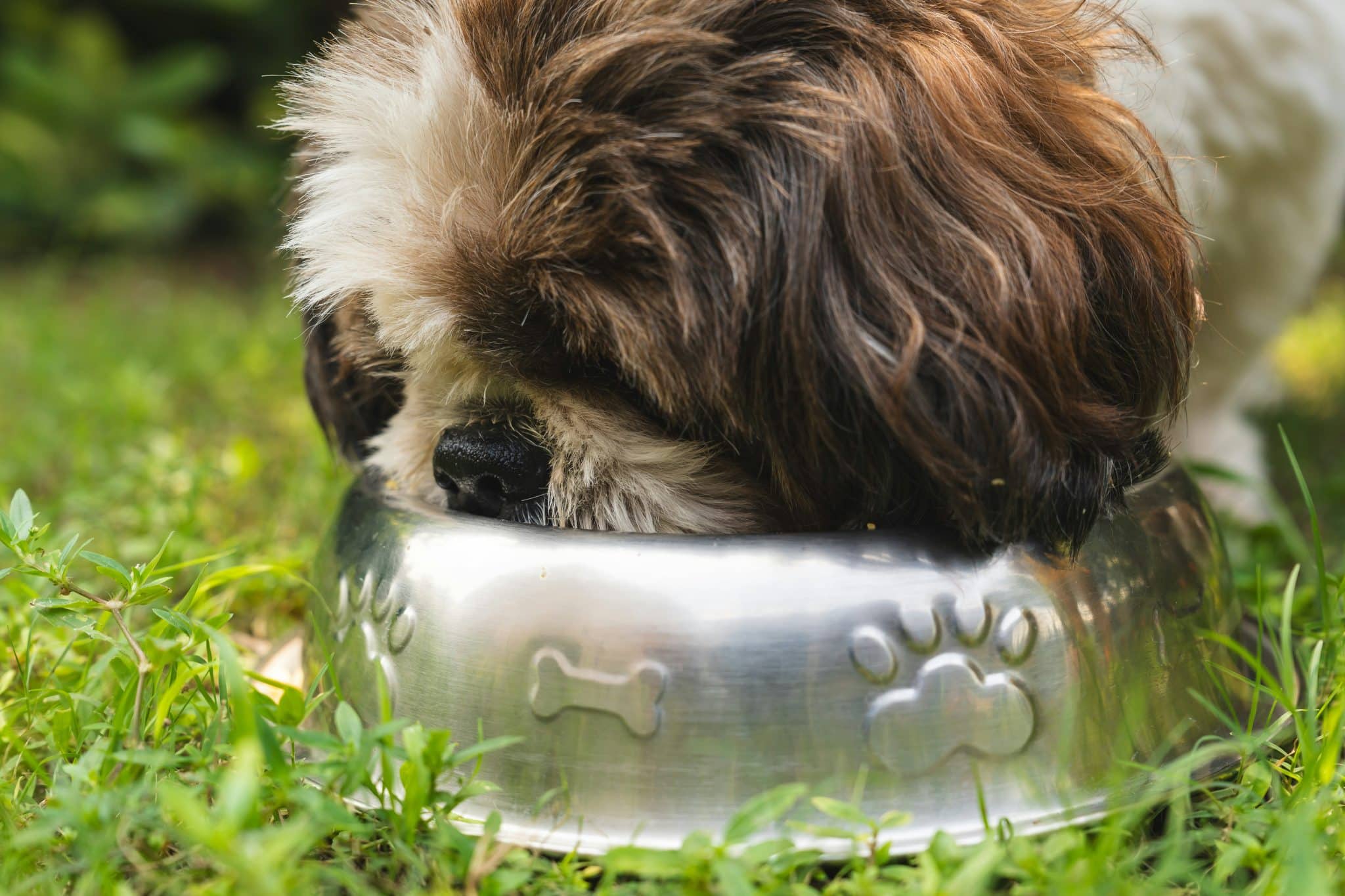 5 Best Dog Foods for Dogs with Cancer – 2026