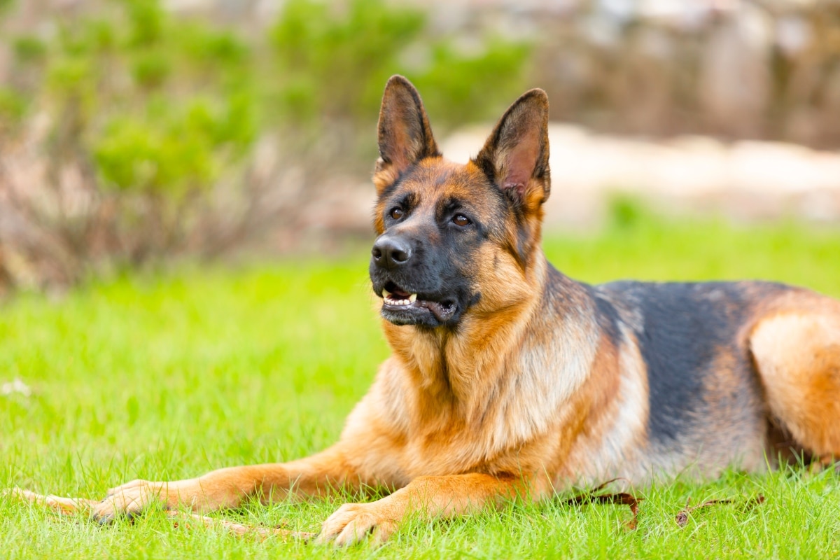 German Shepherd standing tall in a spacious area with focused confidence.
