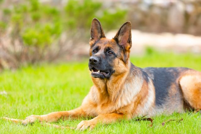 A loyal dog sitting calmly with a gentle, watchful expression full of quiet devotion