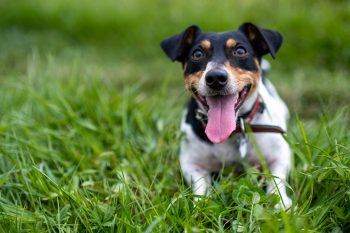 PetWireDaily — 9 Best Antioxidant Supplements for Dogs
