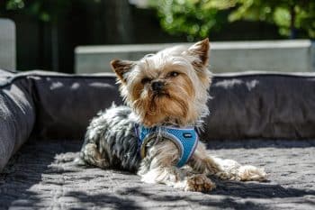 KOPEKS Orthopedic Memory Foam Dog Bed: An In-Depth Review