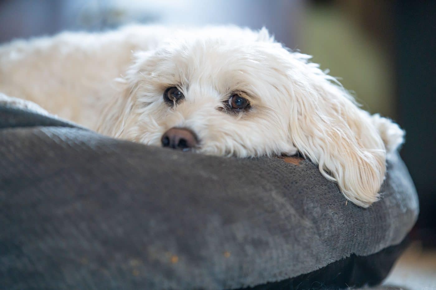 An In-Depth Review Of The Best Friends By Sheri Dog Bed