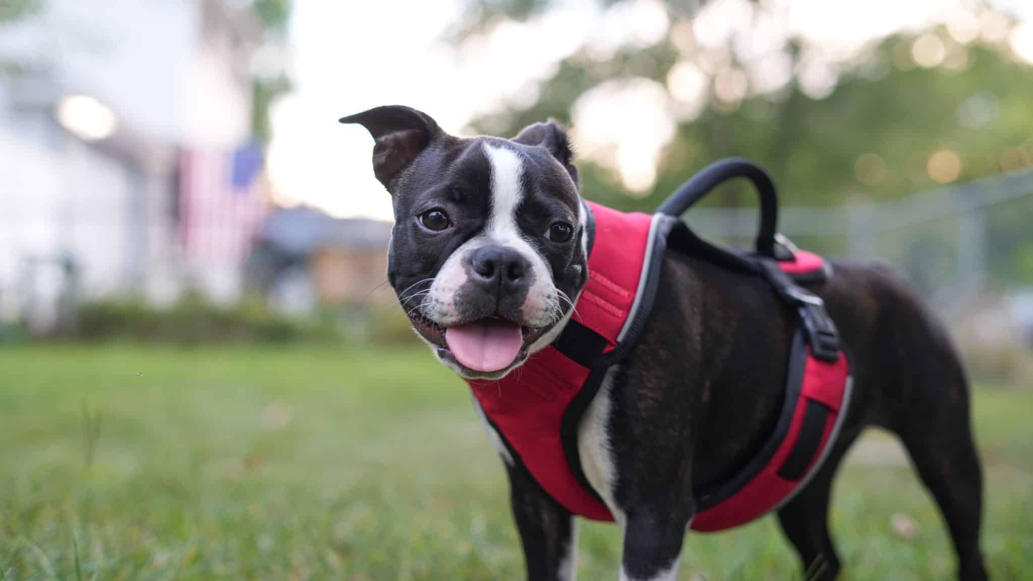 The 6 Best Dog Harnesses