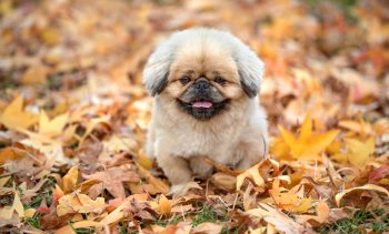 PetWireDaily — 5 Best SAM-e Supplement for Dogs