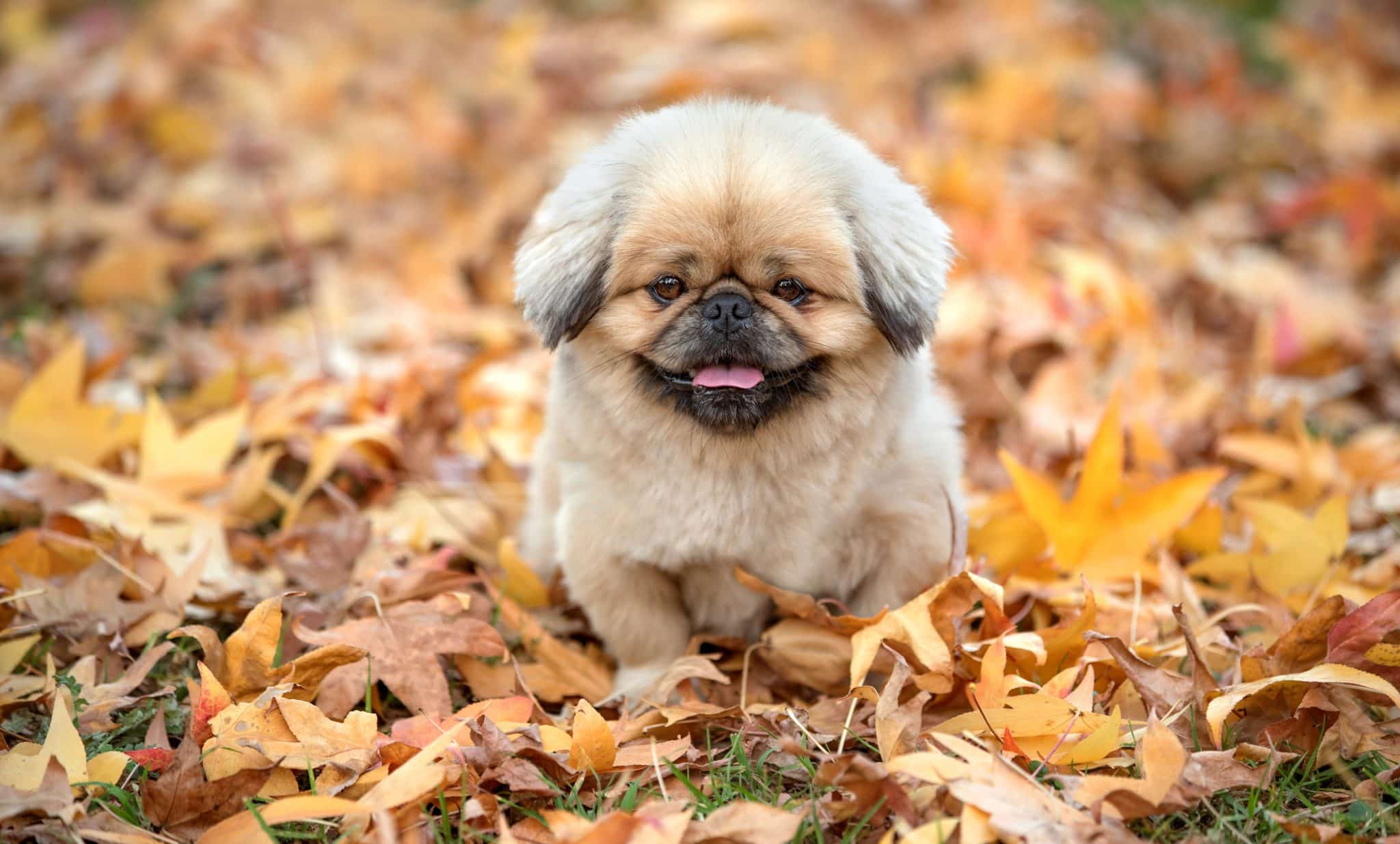 5 Best SAM-e Supplement for Dogs