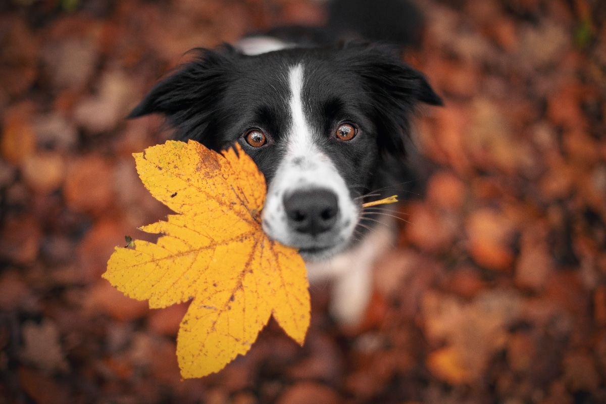 Fetch Fall Vibes With These Seasonal Dog Must-Haves