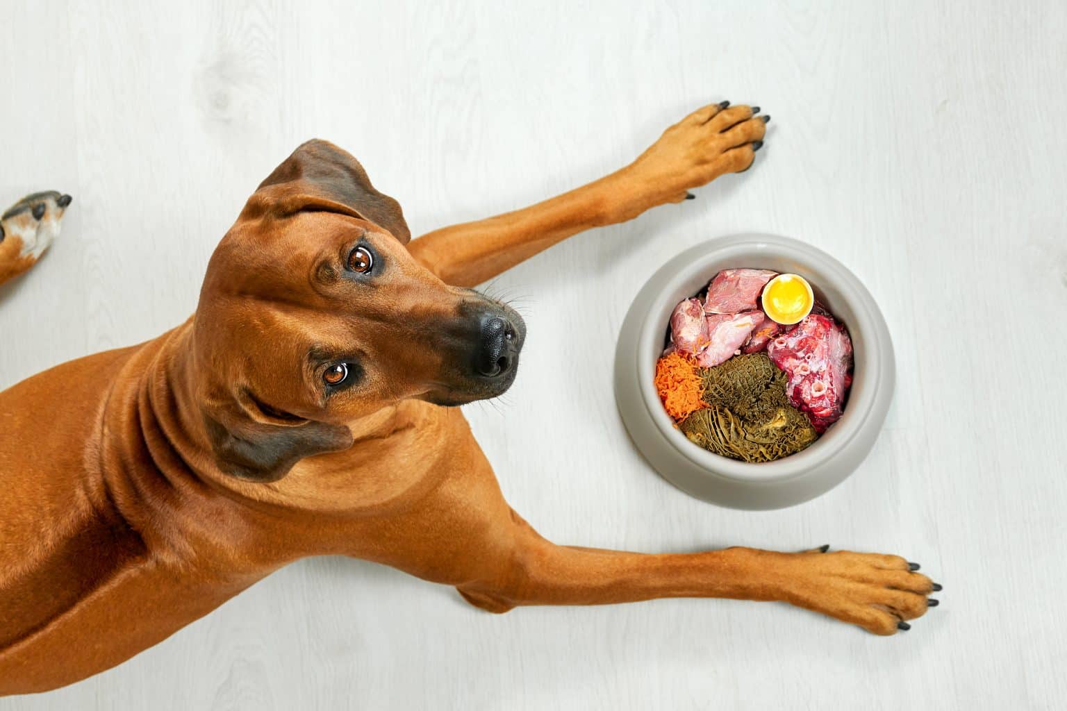 Photo inspiration: Picture Idea: 5 Best Dog Foods For Dogs With Cancer 2026