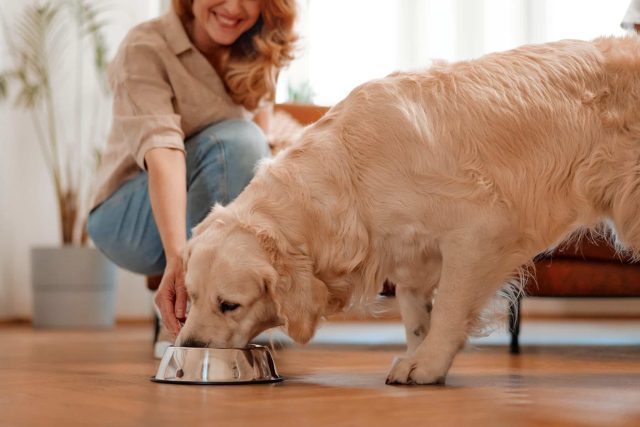 woman putting down bowl of food for golden retriever dog