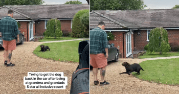Labrador enjoying grandparents' home